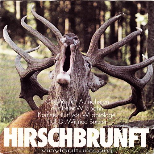 hirschbrunft.jpg